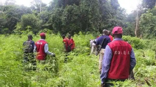 NDLEA nabs 11 farmers with cannabis worth N309m in Osun